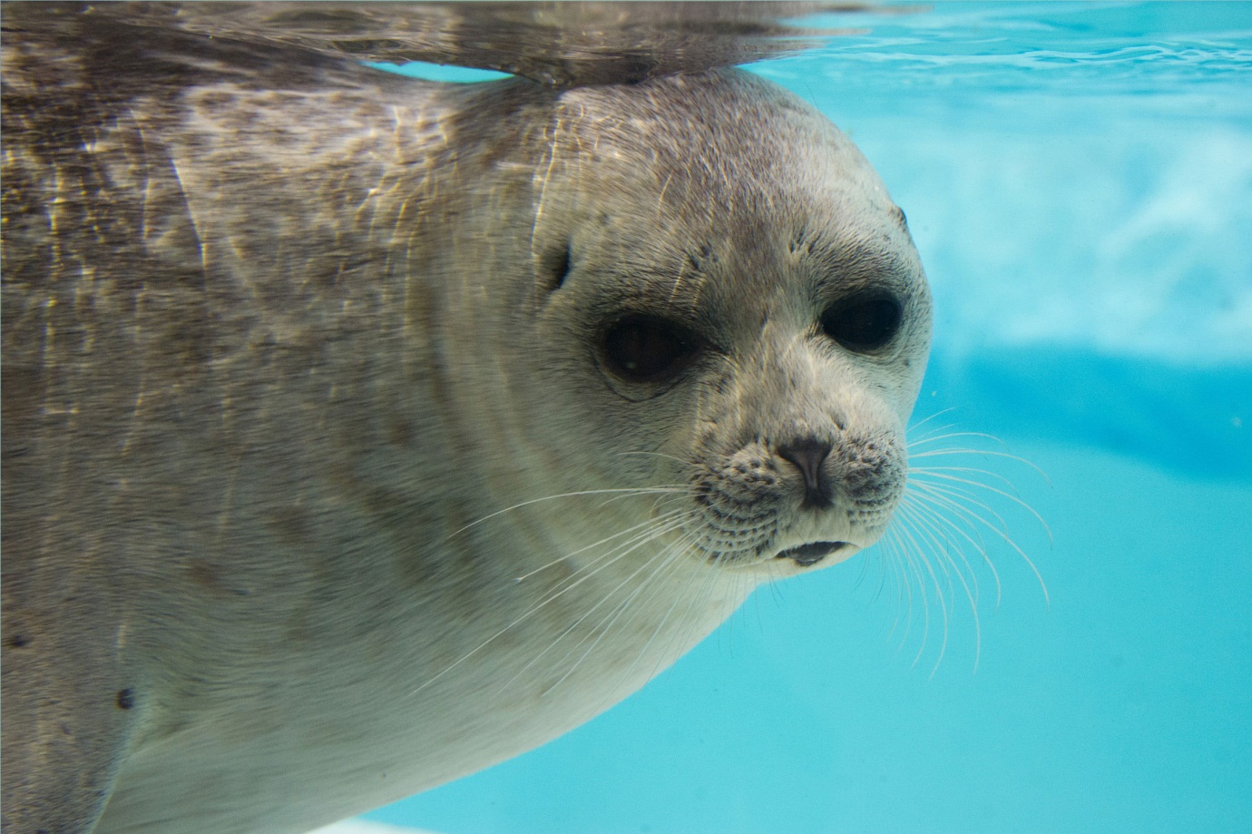 Osaka Aquarium Kaiyukan